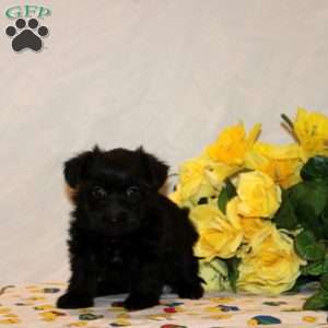 Rose, Shorkie-Poo Puppy